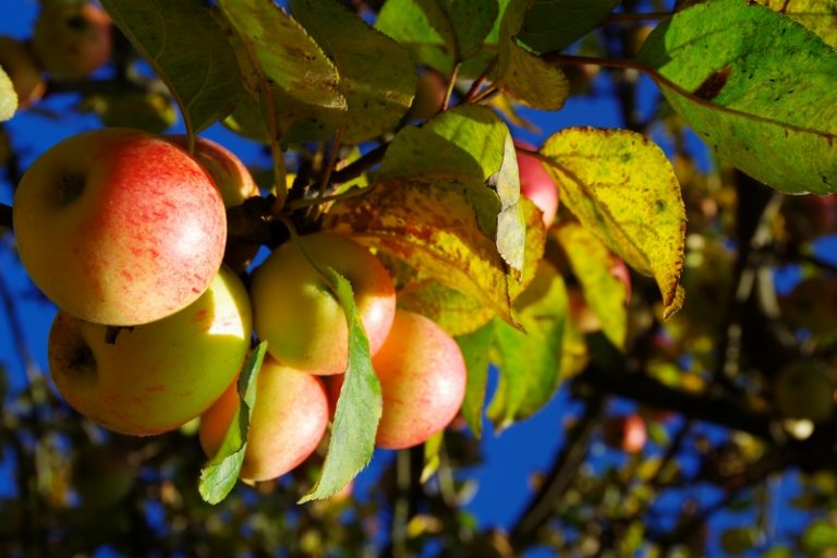 Как ухаживать за яблоней осенью, чтобы был хороший урожай - Читайте статьюв блоге DFogorod