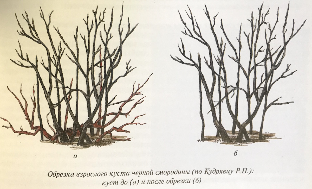 Обрезают ли черную смородину. Обрезка кустиков смородины. Весенняя обрезка черной смородины в деталях. Обрезка смородины осенью. Осенняя обрезка смородины.