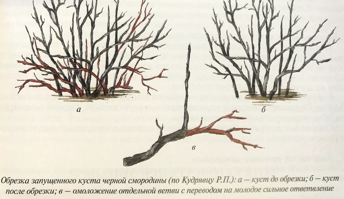 Чем обработать кусты черной смородины. Схема обрезки красной смородины. Обрезка смородины концов. Весенняя обрезка красной смородины. Обрезка смородины по весне.