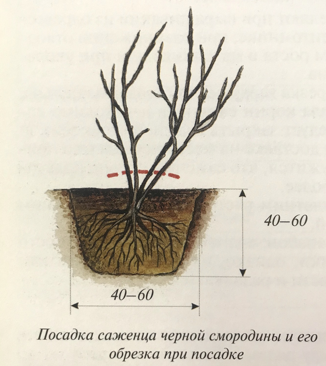 Как сохранить саженцы смородины до посадки. Посадка смородины осенью. Посадка саженца смородины. Посадка смородины осенью саженцами. Правильная посадка смородины.