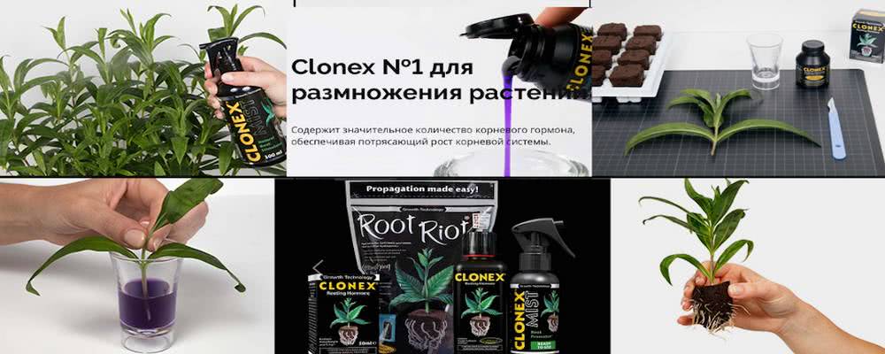 Гель для укоренения Clonex